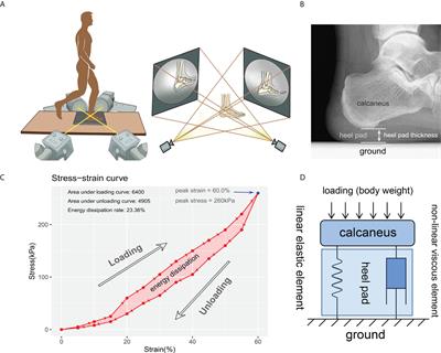 Comparison of material properties of heel pad between adults with and without type 2 diabetes history: An in-vivo investigation during gait